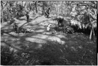 Pig festival, pig sacrifice, Tsembaga: women and children gather bark for lining above ground ovens