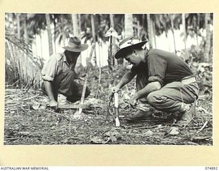 MILILAT, NEW GUINEA. 1944-07-22. NX151008 BOMBARDIER A.R. MCFARLAND (1) AND NX108260 BOMBARDIER F.K. CONNOLLY (2) OF THE 5TH SURVEY BATTERY, READING DISTANCES OF A TRAVERSE LEG AND CUTTING PEGS FOR ..
