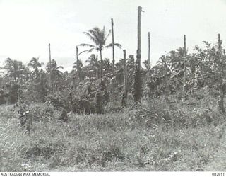 MILILAT, NEW GUINEA. 1944-10. THE CAMP AREA, HQ 4 ARMOURED BRIGADE BEFORE CLEARING