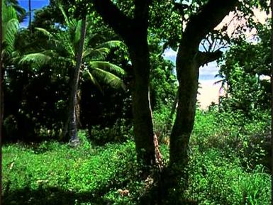 Kuo Hine 'E Hiapo - The Mulberry is White and Ready for Harvest Part 2