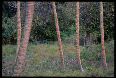 Palm tree trunks, Cook Islands