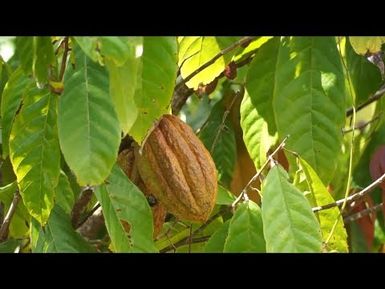 Using science-based climate information for decision making : cocoa case study in Samoa