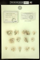 Porolithon gardineri