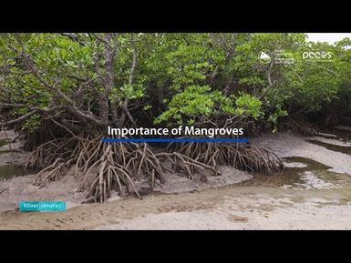 Ocean Science Fact: The importance of mangroves