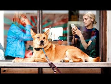 Pet Friendly Policies in Restaurants | Insights on PBS Hawai'i