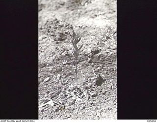 AIYURA, NEW GUINEA, 1946-01-09. AN EIGHTEEN MONTH OLD QUININE PLANT FRESHLY PLANTED IN THE FIELD AT THE KUMINERKERA BLOCK, AUSTRALIAN NEW GUINEA ADMINISTRATIVE UNIT EXPERIMENTAL STATION