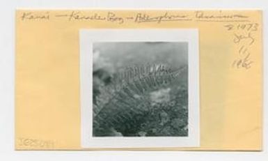 [Adenophorus tamariscinus in Hawaii, envelope IE25-084]