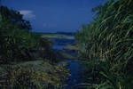 Stream thru a marsh on Sepik coast at Dagua, [Papua New Guinea], 1957