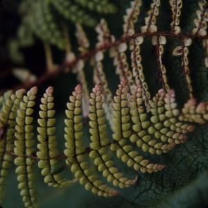 [Sadleria squarrosa branch close-up in Kohala, United States]