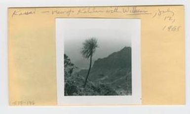 [Wilkesia in Hawaii, envelope IE25-196]