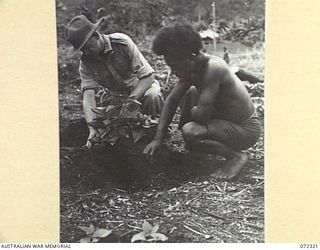MENARI, NEW GUINEA. 1944-04-05. QX32827 SERGEANT J. WALLACE, AUSTRALIAN NEW GUINEA ADMINISTRATIVE UNIT, WITH A NATIVE BOY EXAMINING THE GROWTH OF A SWEET POTATO IN THE SERGEANT'S GARDEN