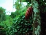 Cocoa Pod