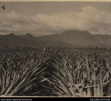 Molasses trial plant at Legalega