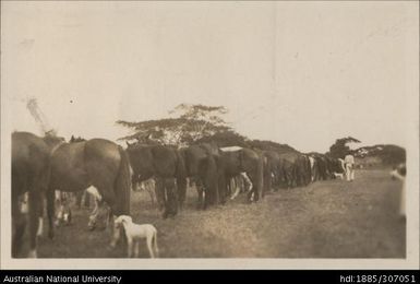 Nadi Agricultural Show