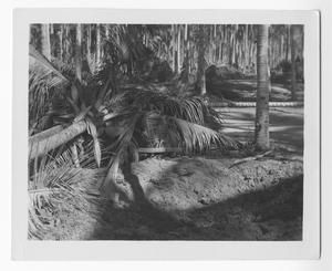[Quartermaster Area on Guadalcanal After Shelling, No. 2]