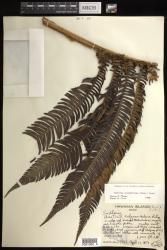 Sadleria souleyetiana