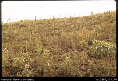 Community Forest, Katata