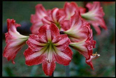 Hippeastrum (lily), Cook Islands