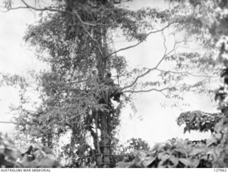 NG2191 Sergeant J B McAdam, New Guinea Volunteer Rifles, and Damien Parer, Official Cinematographer, observe Japanese movements from a secret tree top observation post above Nuk Nuk. This post was ..