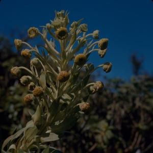 [Argyroxiphium grayanum close-up at Puʻu Kukui, United States]