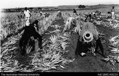 Lautoka - planting the pineapple crop