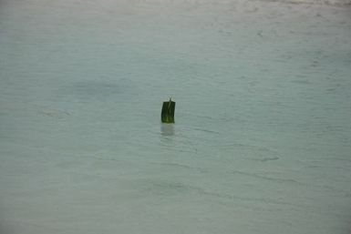 Joan's Kiribati - leaf boats