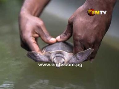 Endangered Turtles Released