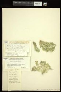 Halimeda discoidea f. intermedia