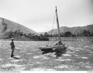 PARI BEACH, PAPUA. 1942-07-20. A LITTLE EXERTION IS THE ONLY PRICE OF A COCONUT FOR THE AUSTRALIAN TROOPS IN NEW GUINEA. HERE A MEMBER OF THE 49TH AUSTRALIAN INFANTRY BATTALION SEEN CLIMBING A TREE ..