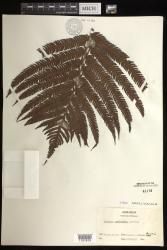 Sadleria cyatheoides