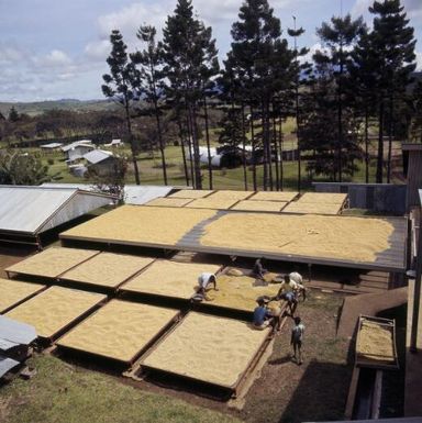 Sun drying coffee beans at the Agricultural Experimental Station at Aiyura in the Kainantu area, Eastern Highlands, Papua New Guinea, approximately 1968 / Robin Smith