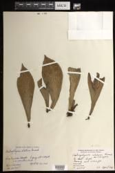 Antrophyum callifolium