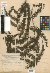 Dryopteris basisora