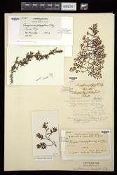 Sargassum polycystum