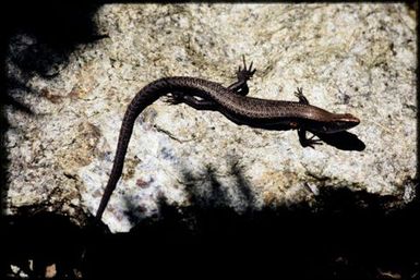 Caledoniscincus austrocaledonicus ?