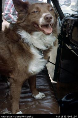 Dog in vehicle