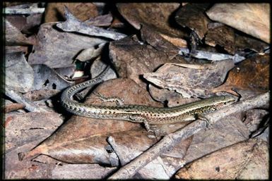 Caledoniscincus austrocaledonicus