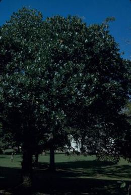 [Unidentified tree in Suva, Fiji]