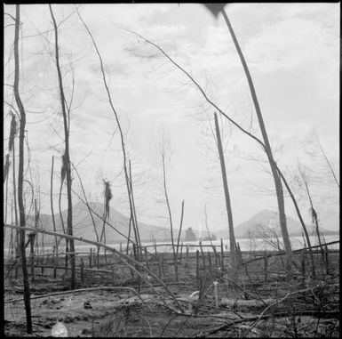 Stripped tree trunks with Mother and South Daughter Mountains and the Beehives visible, Rabaul, New Guinea, 1937 / Sarah Chinnery