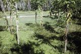 French Polynesia, vanilla bean vines growing on Moorea Island