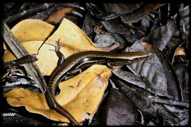 Caledoniscincus austrocaledonicus