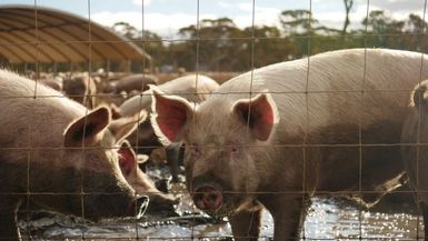 African swine fever could threaten culture, livelihoods in PNG