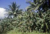 Federated States of Micronesia, jungle growth in Chuuk State