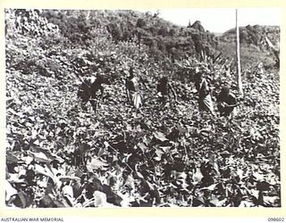 BULOLO, NEW GUINEA. 1945-10-17. NATIVES IN THE WAU TOWNSHIP AREA COLLECTING WILD PUMPKINS AND CHOKOS WHICH HAVE SPREAD FROM SMALL GARDENS PLANTED BY CIVILIANS BEFORE THE WAR. THE NATIVES ARE ..