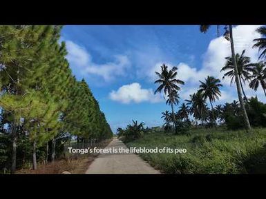 Tackling Invasive Tree Species in Tonga’s Forests