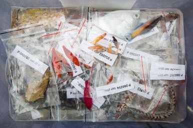 Reef fish fixed and preserved in formalin during the 2017 South West Pacific Expedition.