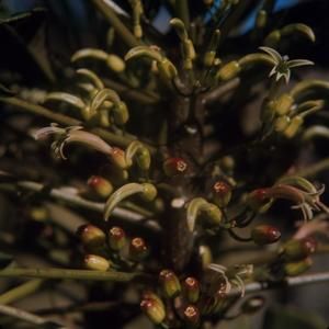 [Delissea undulata close-up from Pu’ulehua, United States]