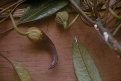 [Clermontia peleana close-up from Saddle Road, United States]