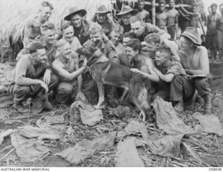 FARIA VALLEY, NEW GUINEA, 1943-10-20. TROOPS OF THE 2/27TH AUSTRALIAN INFANTRY BATTALION MAKE A FUSS OF "SANDY", A SCOUT DOG TRAINED BY THE UNITED STATES DOG DETACHMENT FOR THE AUSTRALIAN ARMY
