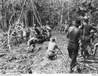 25-POUNDER GUNS OF B TROOP, 14TH FIELD REGIMENT, ROYAL AUSTRALIAN ARTILLERY, BEING PULLED UP A SLOPE THROUGH DENSE JUNGLE IN THE VICINITY OF UBERI ON THE KOKODA TRAIL. MEMBERS OF THE REGIMENT ARE ..